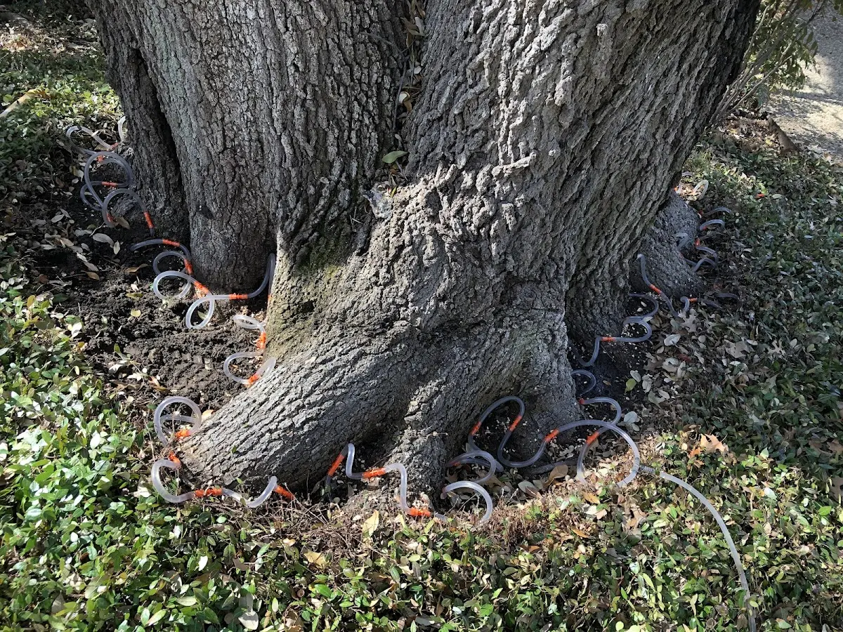 Detailed Tree Cabling and Bracing job site in West Bridgewater
