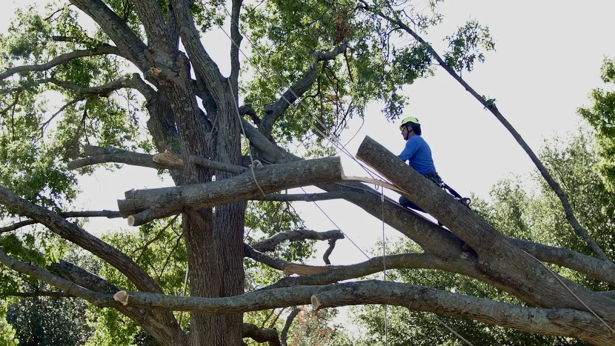 Professional Crown Thinning performed by certified arborists in West Bridgewater