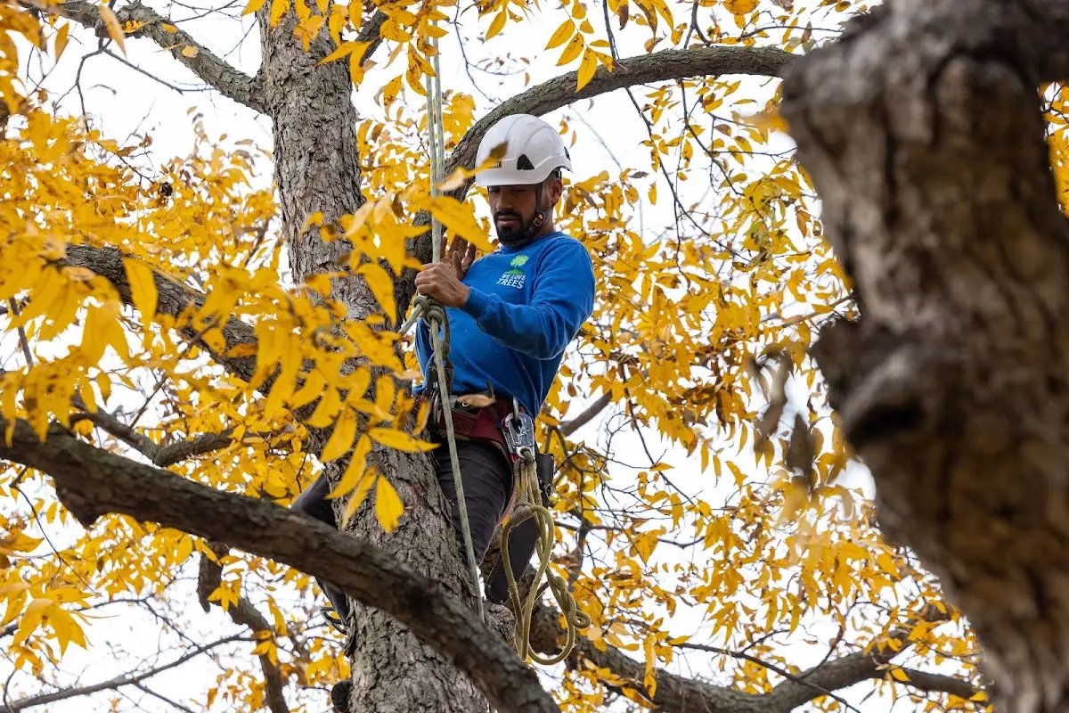 Skilled Storm Damage Cleanup crew working in West Bridgewater